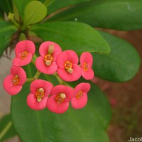 Euphorbia milii Des Moul.